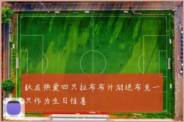 狄龙热爱四只拉布布计划送布克一只作为生日惊喜